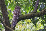 Great Potoo